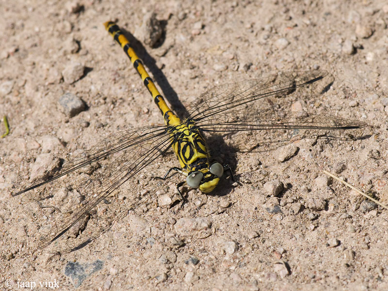 Small Pincertail - Kleine Tanglibel - Onychogomphus forcipatus