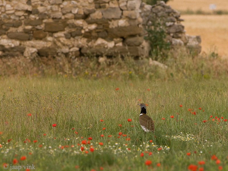 Little Bustard - Kleine Trap - Tetrax tetrax