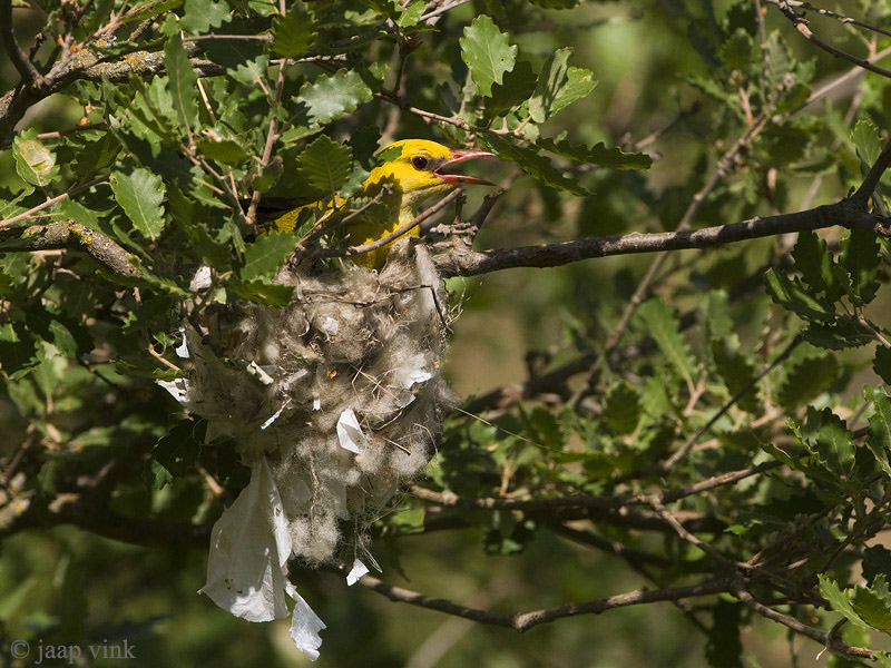 Eurasian Golden Oriole - Wielewaal - Oriolus oriolus