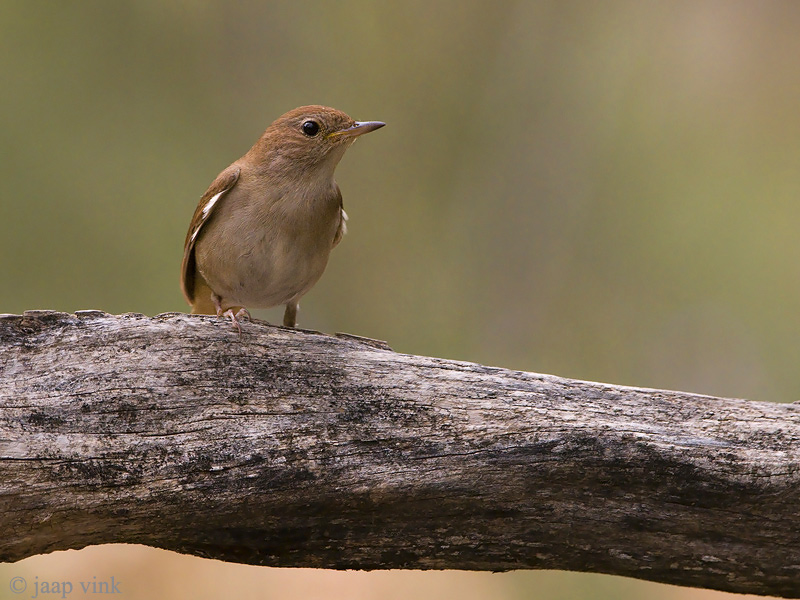 Common Nightingale- Nachtegaal - Luscinia megarhynchos