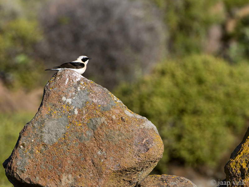 Eastern Black-eared Wheatear - Oostelijke Blonde Tapuit - Oenanthe melanoleuca