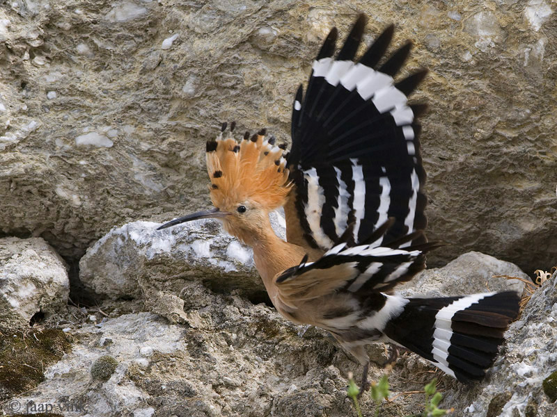 Common Hoopoe - Hop - Upupa epops