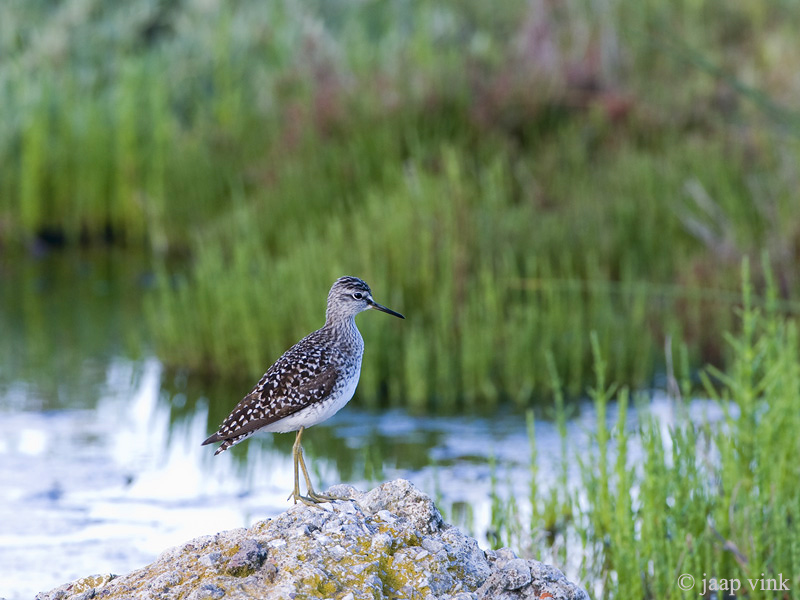 Wood Sandpiper - Bosruiter - Tringa glareola