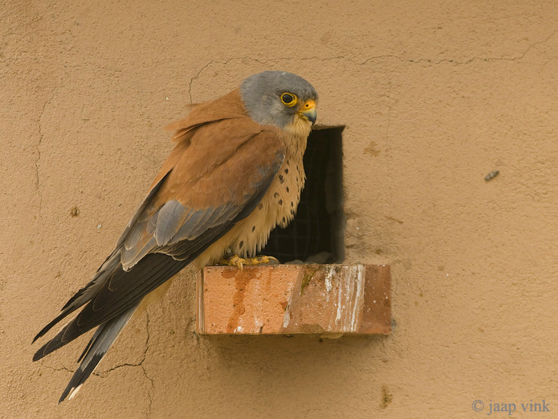 Lesser Kestrel - Kleine Torenvalk - Falco naumanni