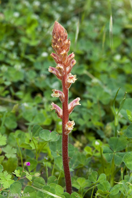 Common Broomrape - Klavervreter - Orobanche minor
