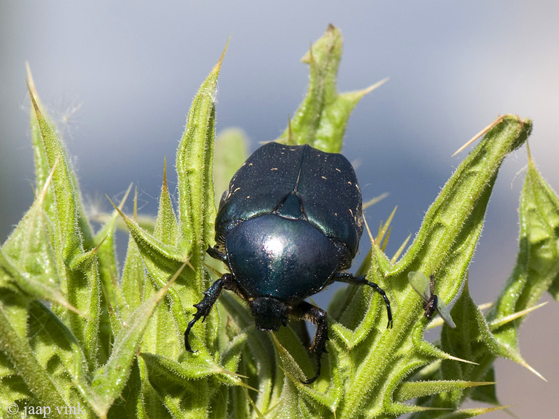 Protaetia spec.