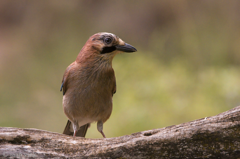 Eurasian Jay - Gaai - Garrulus glandarius