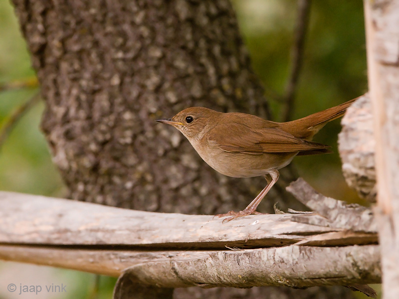 Common Nightingale- Nachtegaal - Luscinia megarhynchos