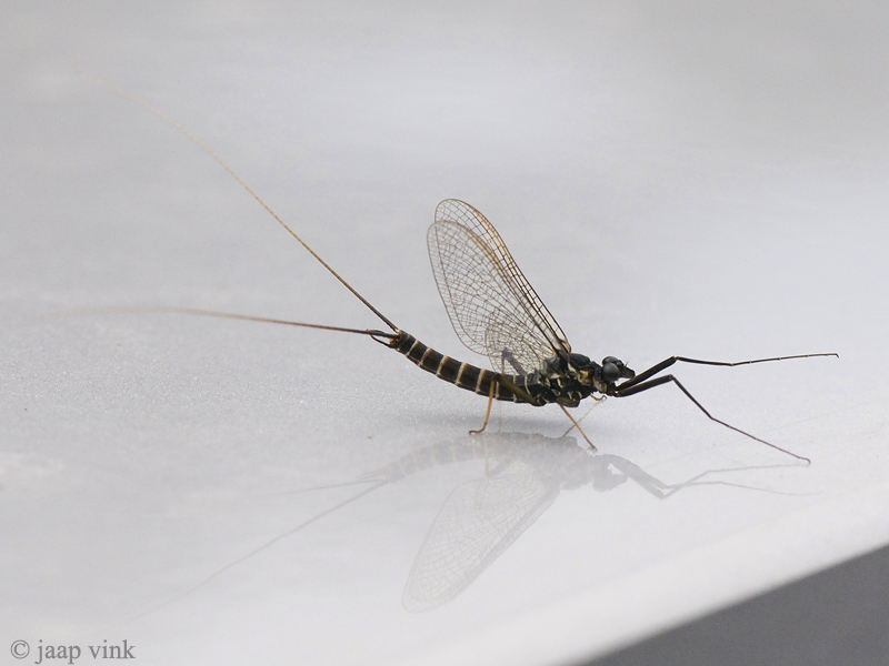 Mayfly - Haft - Ephemeroptera indet.