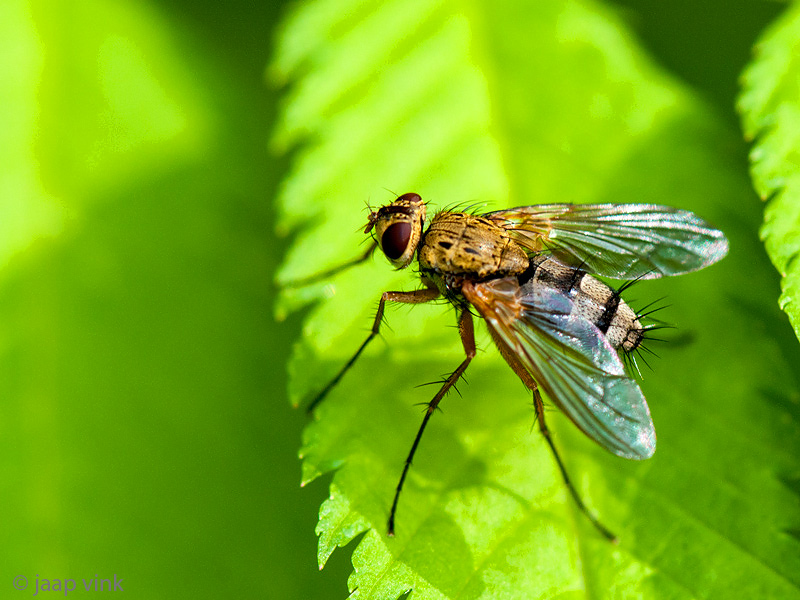 Tachinid Fly - Sluipvlieg - Dexiosoma caninum