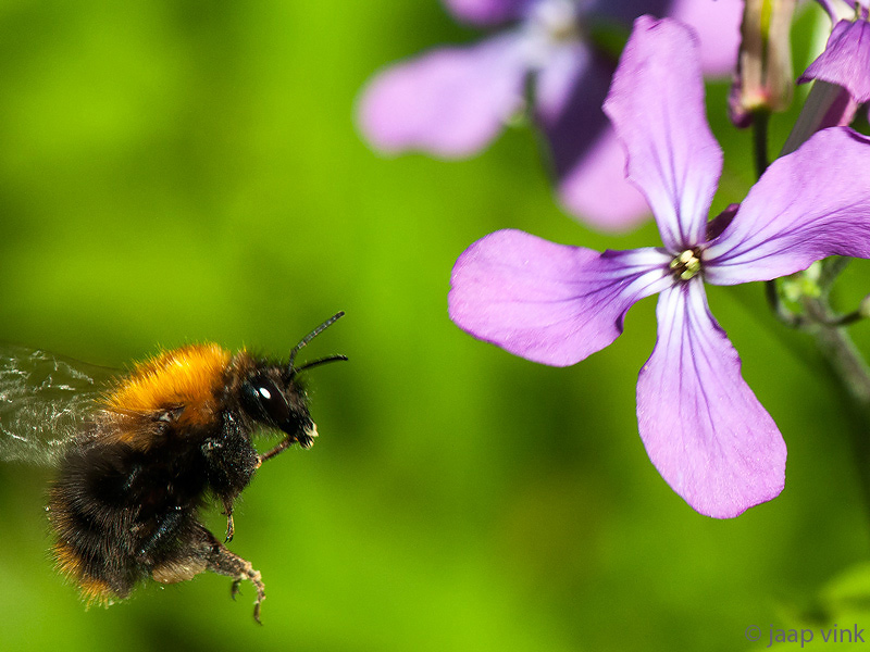 Carder Bumbelbee - Akkerhommel - Bombus pascuorum