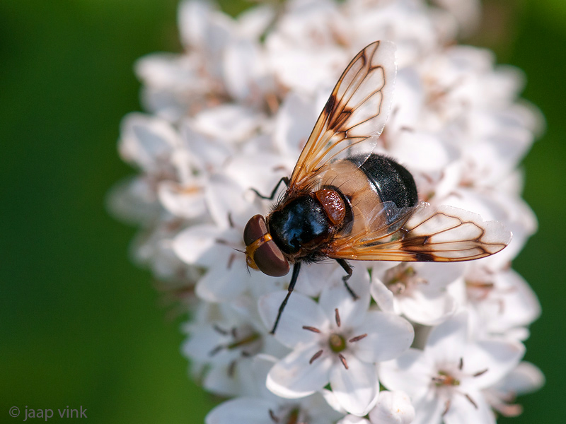 Pellucid Hoverfly - Ivoorzweefvlieg - Volucella pellucens