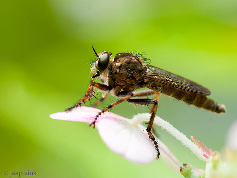 Robber Fly - Ringpootroofvlieg - Machimus cingulatus