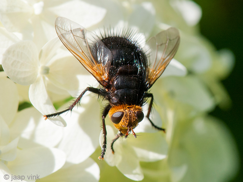 Giant Tachinid Fly - Stekelsluipvlieg - Tachina grossa