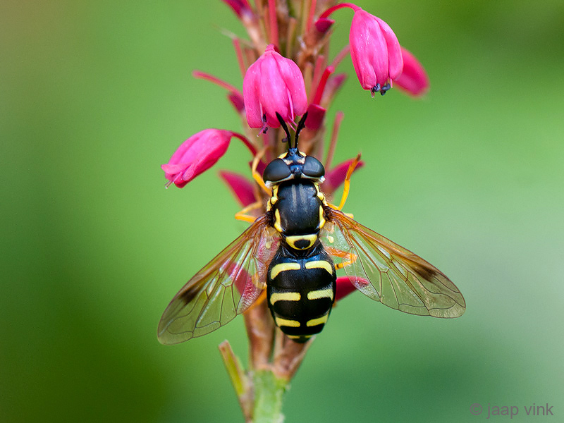 Hoverfly - Stipfopwesp - Chrysotoxum festivum
