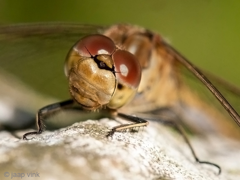 Vagrant Darter - Steenrode Heidelibel - Sympetrum vulgatum