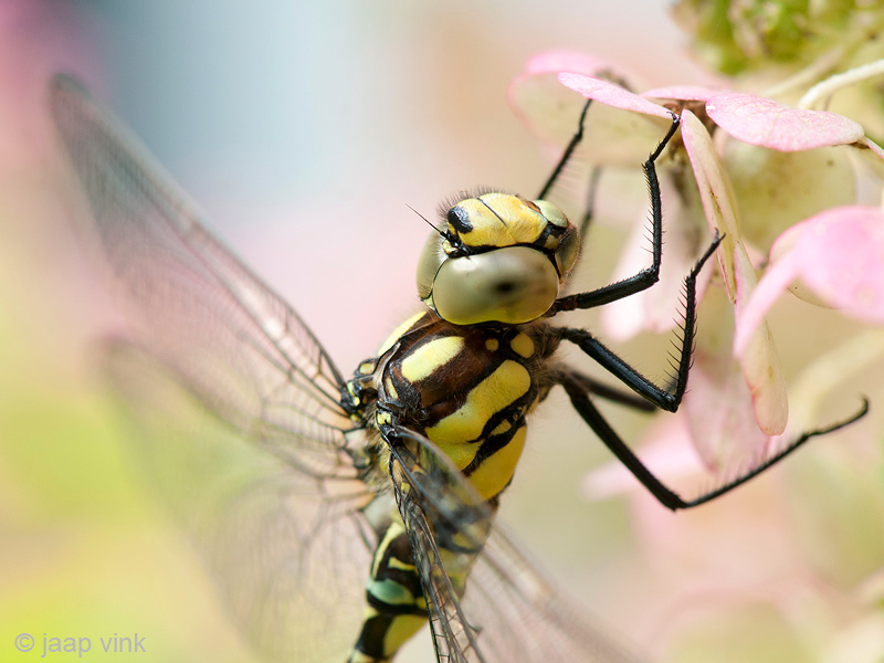 Southern Hawker - Blauwe Glazenmaker - Aeshna cyanea