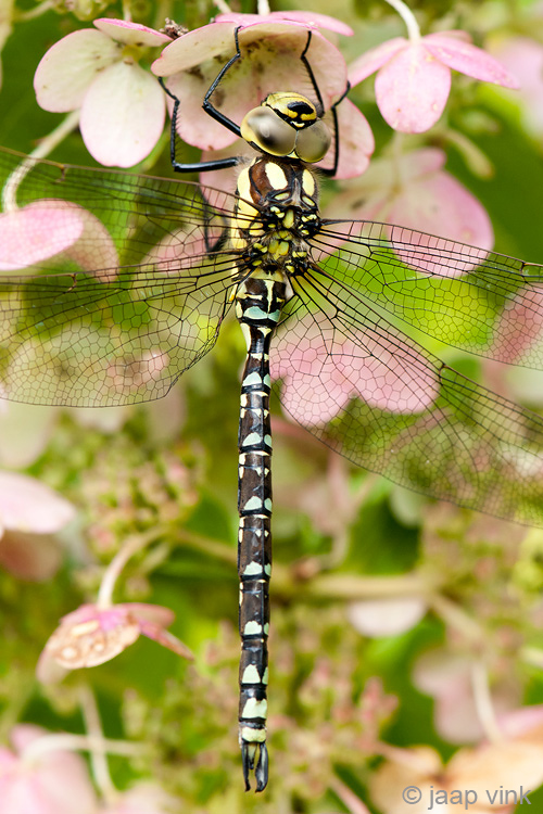 Southern Hawker - Blauwe Glazenmaker - Aeshna cyanea