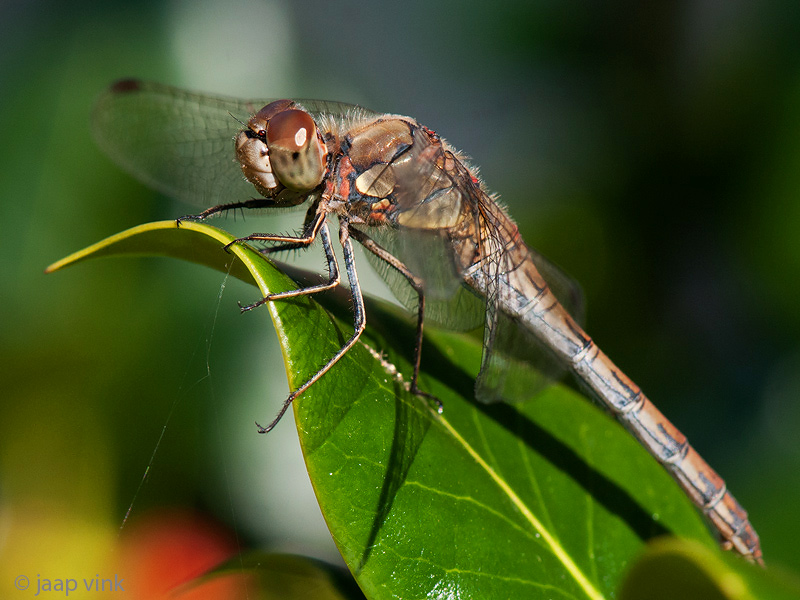 Common Darter - Bruinrode Heidelibel - Sympetrum striolatum