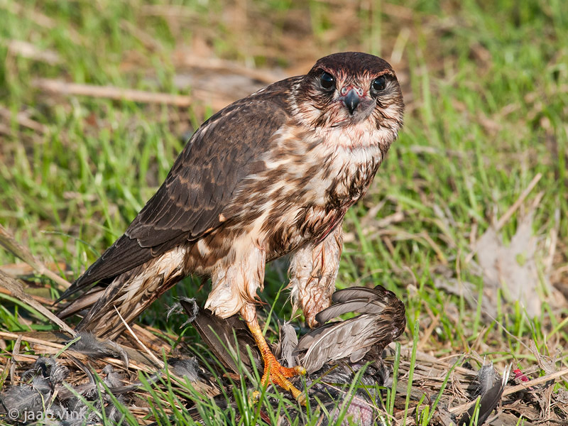 Merlin - Smelleken - Falco columbarius