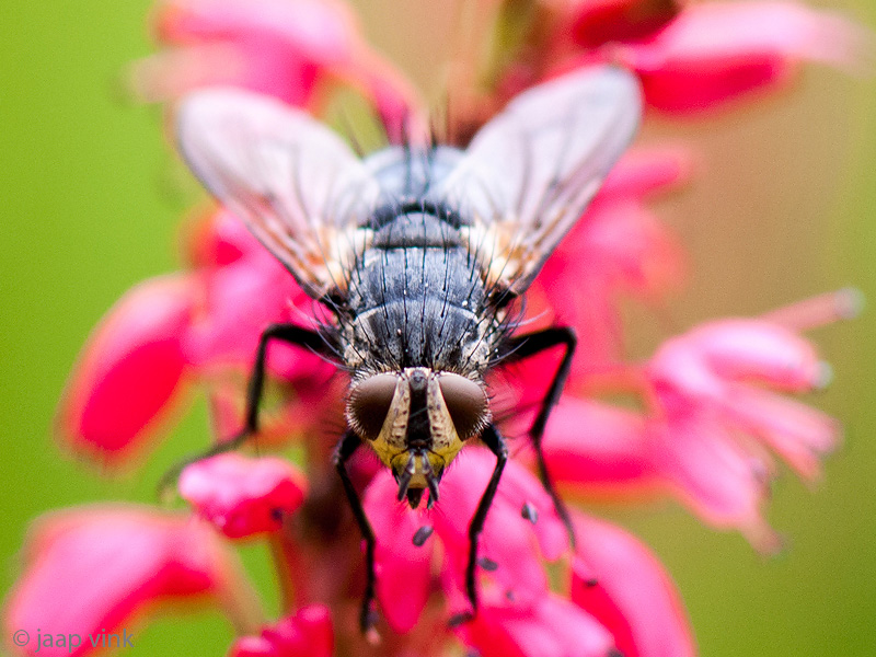 Tachinid Fly - Sluipvlieg - Eurithia anthophila