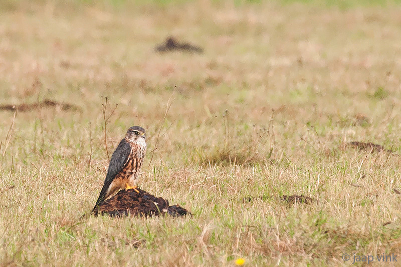 Merlin - Smelleken - Falco columbarius