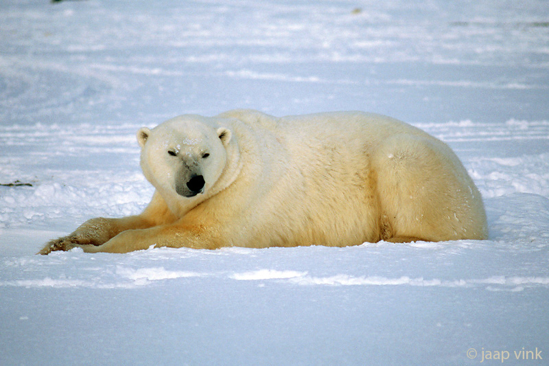 Polar Bear - IJsbeer - Ursus maritimus
