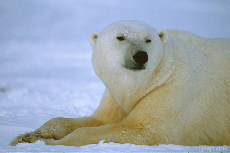 Polar Bear - IJsbeer - Ursus maritimus