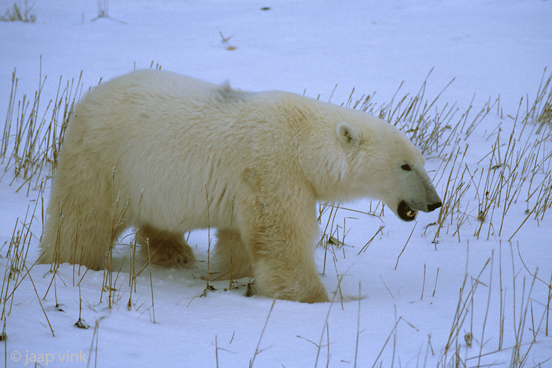 Polar Bear - IJsbeer - Ursus maritimus