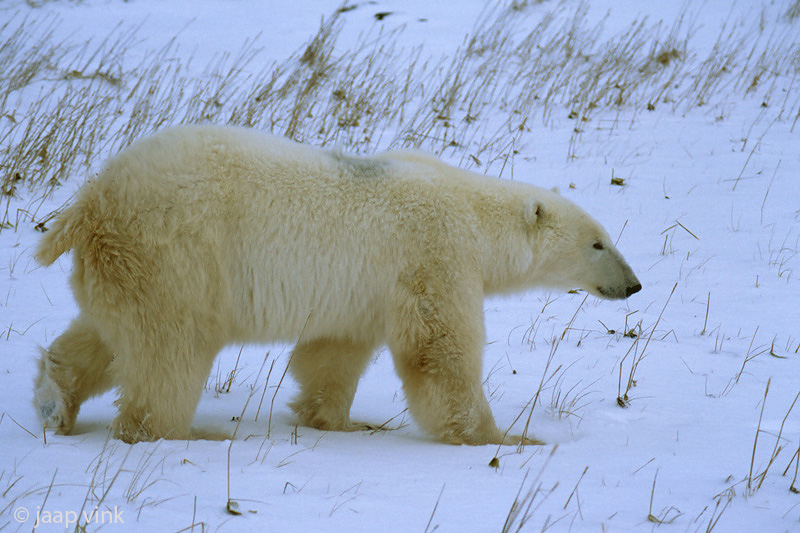 Polar Bear - IJsbeer - Ursus maritimus