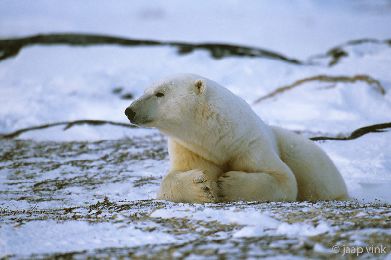 Polar Bear - IJsbeer - Ursus maritimus