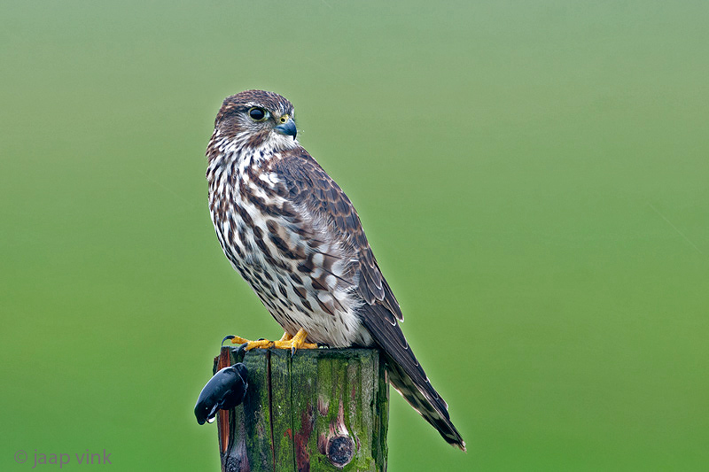Merlin - Smelleken - Falco columbarius