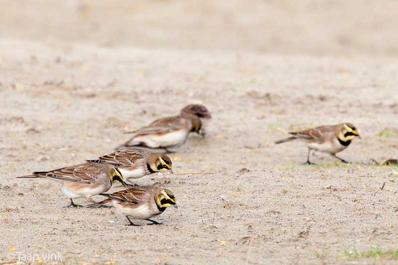 Shore Lark - Strandleeuwerik - Eremophila alpestris