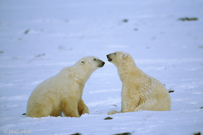 Polar Bear - IJsbeer - Ursus maritimus