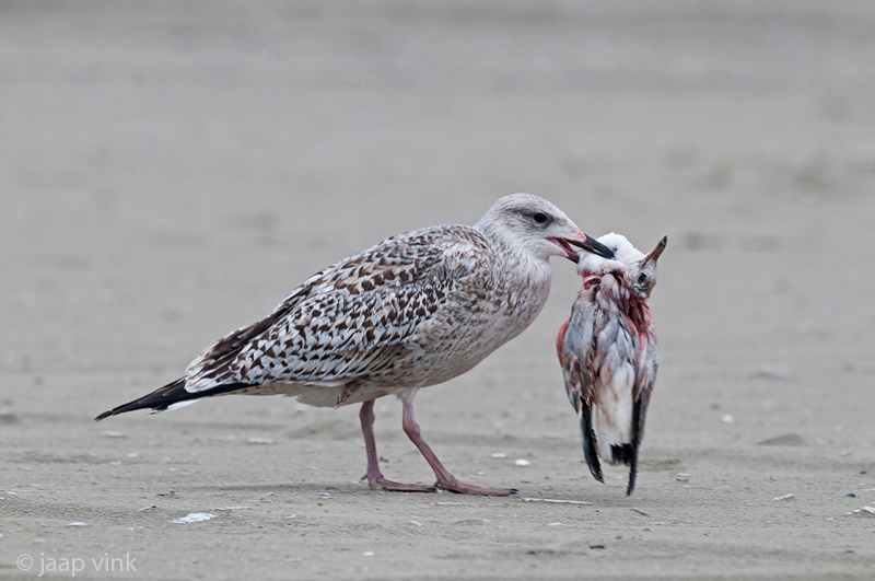 Greater Black-backed Gull - Grote Mantelmeeuw - Larus marinus