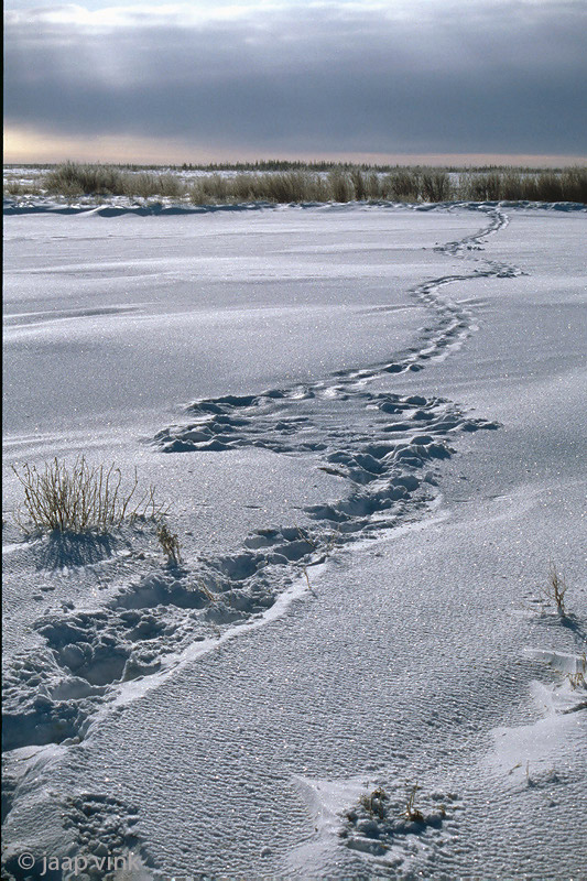 Polar Bear track - IJsbeerspoor