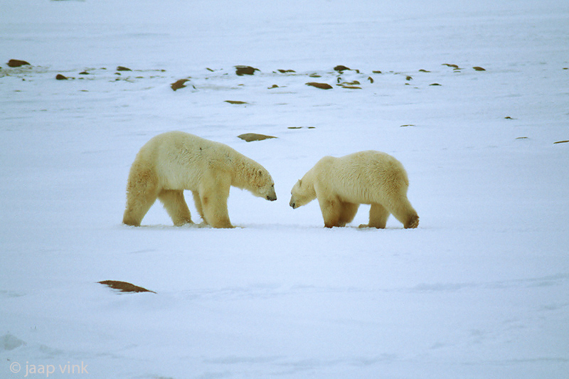 Polar Bear - IJsbeer - Ursus maritimus