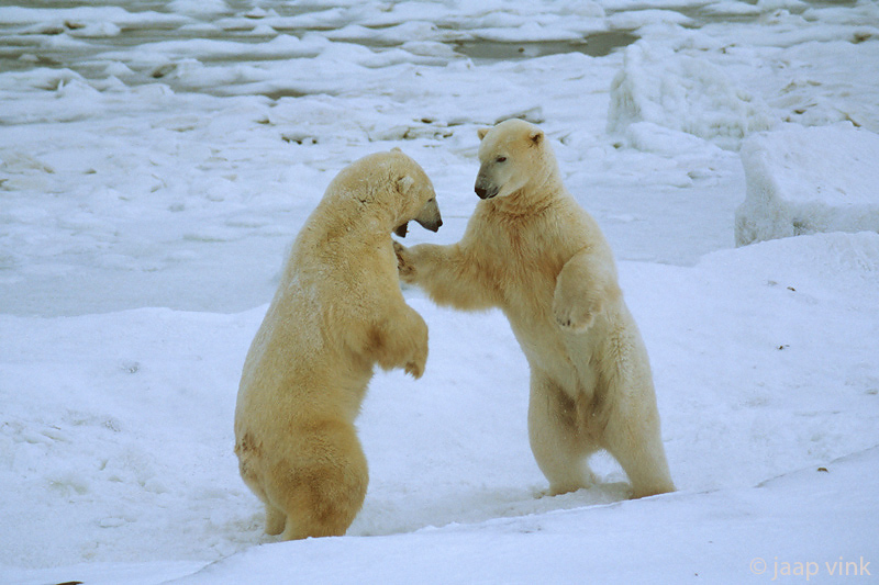 Polar Bear - IJsbeer - Ursus maritimus