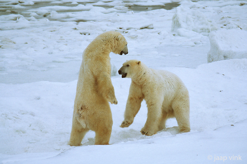 Polar Bear - IJsbeer - Ursus maritimus