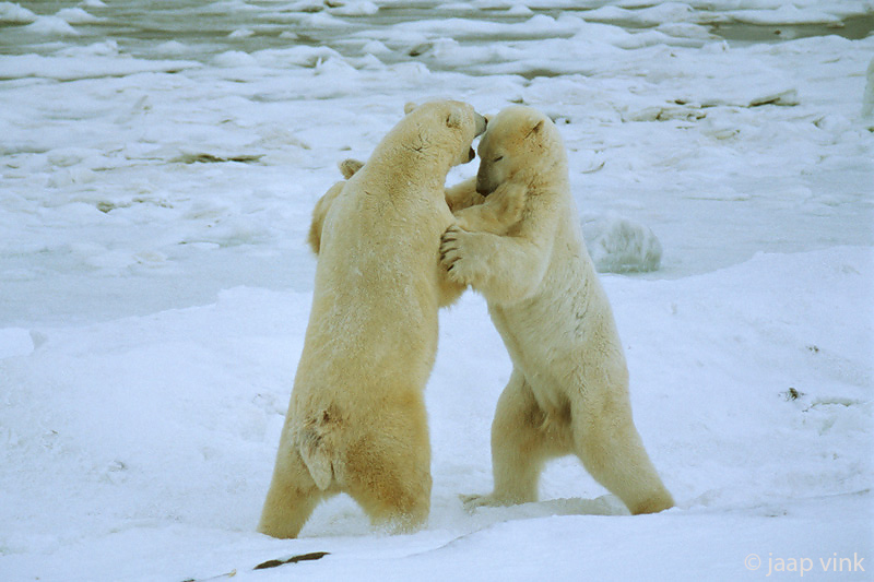 Polar Bear - IJsbeer - Ursus maritimus