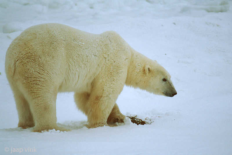 Polar Bear - IJsbeer - Ursus maritimus