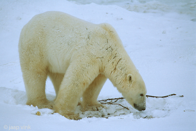 Polar Bear - IJsbeer - Ursus maritimus