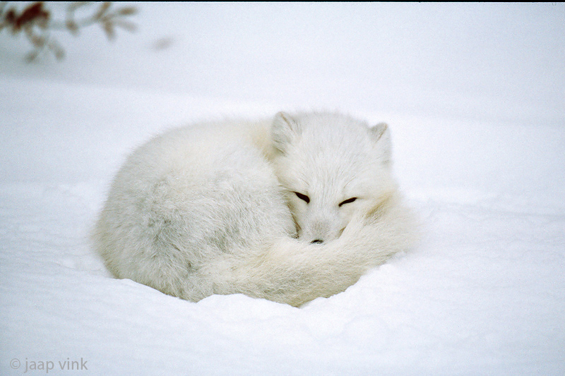 Arctic Fox - Poolvos - Alopex lagopus
