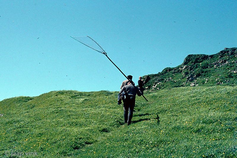 On the way to catch Puffins - Op weg om Papegaaiduikers te vangen