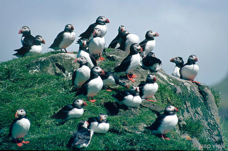 Atlantic Puffin - Papegaaiduiker - Fratercula arctica