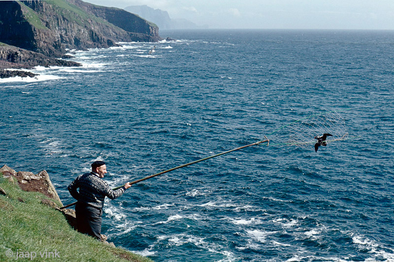 Catching Atlantic Puffins - Papegaaiduikers vangen