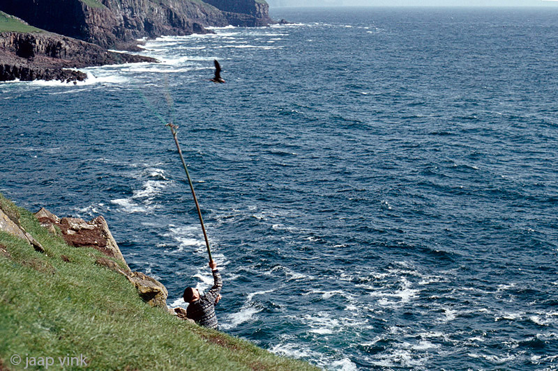 Catching Atlantic Puffins - Papegaaiduikers vangen