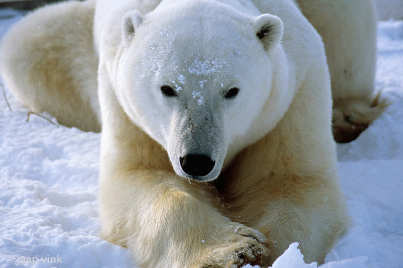 Polar Bear - IJsbeer - Ursus maritimus