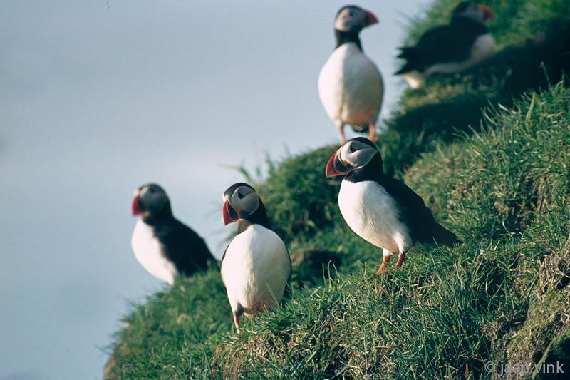 Atlantic Puffin - Papegaaiduiker - Fratercula arctica