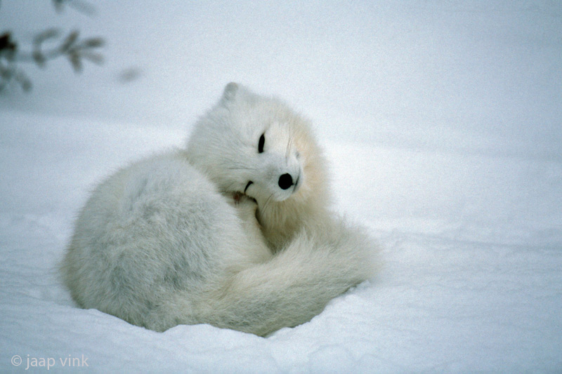Arctic Fox - Poolvos - Alopex lagopus